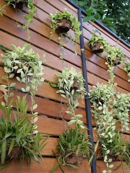Trailing pothos and other plants are mounted on a wooden slat wall. This rustic design is ideal for outdoor patios or cafes, adding a natural, homely feel to the space.