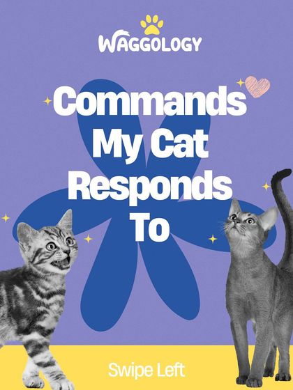 For all the cat parents out there, here's a humorous look at how cats *really* respond to our commands. Let the sass begin!