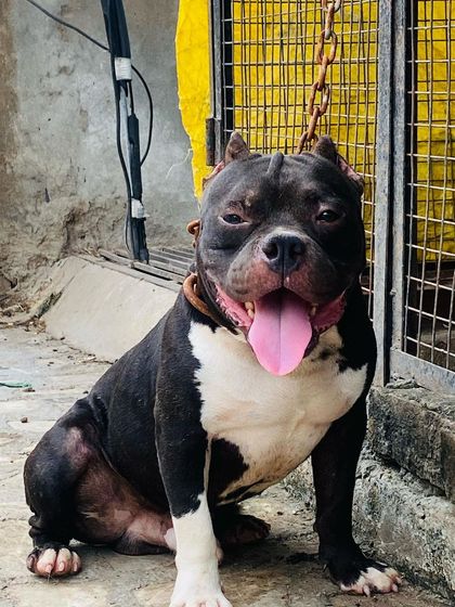 Sultan sitting patiently, showing his obedient and well-behaved side.