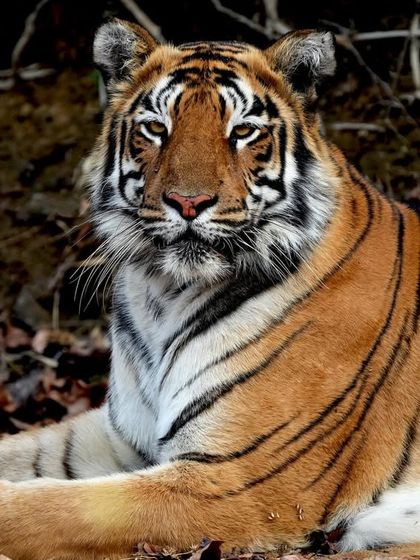 A classic portrait of a tiger resting in the shade. The direct gaze and relaxed posture make for a powerful and engaging photograph, showcasing the calm confidence of this magnificent animal.