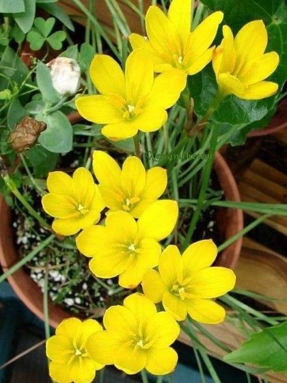 The bright yellow Rain Lily (Zephyranthes) is a delightful flower that blooms after rains. We supply these bulbs and plants for a cheerful, low-maintenance addition to your garden.