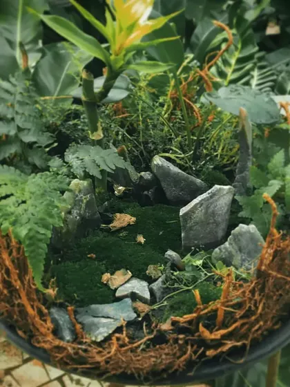 A micro forest created in a shallow tray. We used moss, small stones, ferns, and lucky bamboo to build this tiny landscape, showing how you can get creative with nature on a small scale.