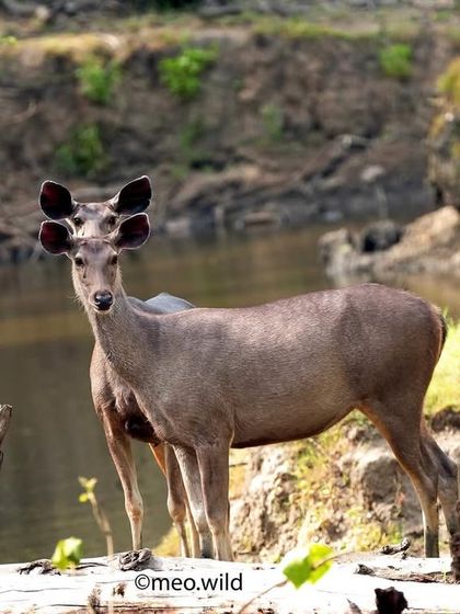 A Sambar deer stands by the water's edge, framed perfectly by the trees. The natural framing adds depth to the photo and highlights the animal in its habitat.