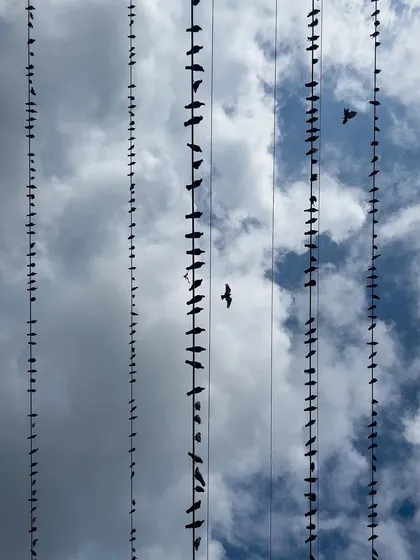 A vertical composition of birds on wires creates a ladder-like effect against the sky. A lone bird in the center draws the eye, breaking the pattern.