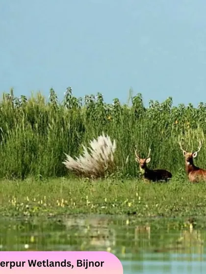 Spotted deer seen at the Haiderpur Wetlands. Our routes are designed to include diverse ecosystems, from dense forests to serene wetlands.