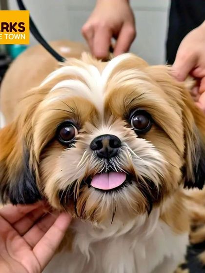 This Shih Tzu's happy face and bright eyes say it all. A gentle hand and a love for animals are part of every grooming session we provide.