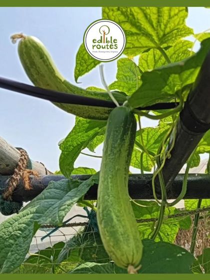 Cucumbers, or kheera, growing on a trellis to keep them off the ground. This method helps them grow straight and stay clean, ready for a fresh salad.