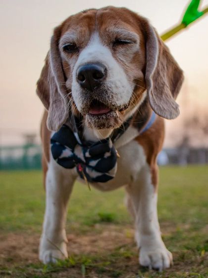 A candid, happy wink from a handsome beagle participant. These are the moments I strive to create, where pets are relaxed, happy, and enjoying themselves.