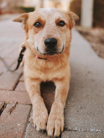 Tulsa Dog Trainer - Immersive Board & Train Programs Rescue & Adoption Spotlights photo 15