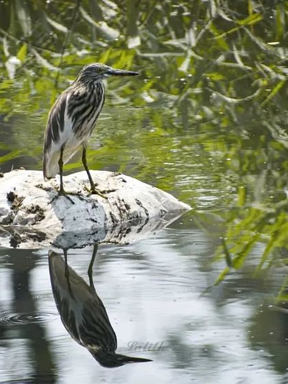 Lalith - Wildlife & Nature Photography Behind the Lens photo 53