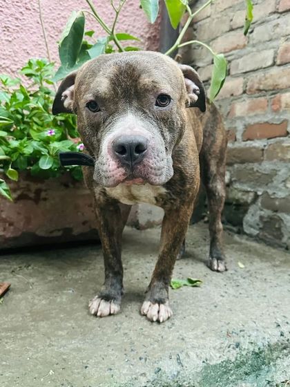 This is Sultan, a handsome brindle Pitbull with a gentle soul. He is looking for an experienced owner who can give him the love, structure, and care he deserves.