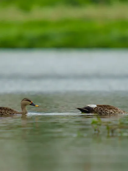 A pair of Indian Spot-billed Ducks swim together in a calm lake.
