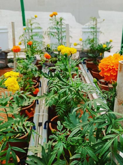 A garden of marigolds growing in pots using hydroponic principles. They are not only beautiful but can also be used as a natural pest deterrent.