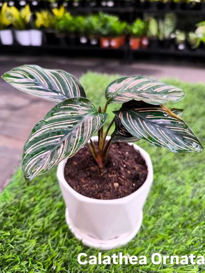 Budget-Friendly Greenery photo 4