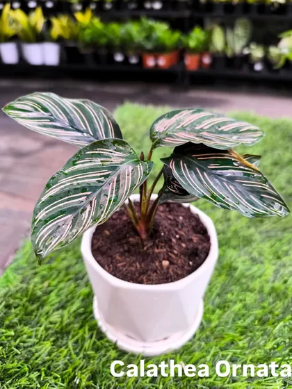 The elegant Calathea Ornata, with its pinstriped leaves, is another beautiful and affordable option at just ₹499. Perfect for adding a touch of class to your desk or shelf.