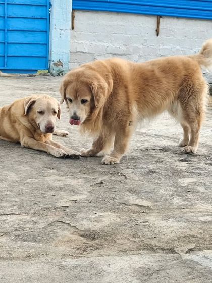 A quiet moment between two friends. It's not always about high energy play.