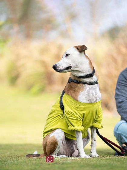 Pragalbh - Commercial Pet Photography Action & Lifestyle Photography photo 18