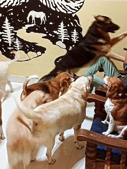 A German Shepherd trying to get a high five. The energy in this room is amazing.