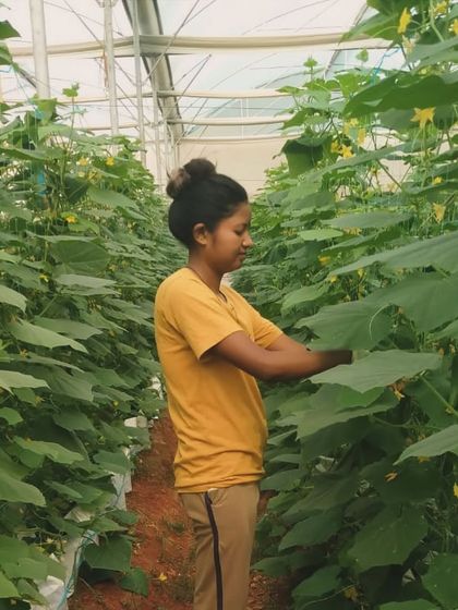 Sumalakdha, one of our enthusiastic team members, tends to the cucumber vines in the greenhouse. Her prior experience in agriculture makes her a valuable part of our team.