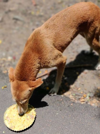 A member of my street crew enjoying a special birthday meal of moong dal veggie chicken khichdi, sponsored by a kind supporter. Every little bit helps.