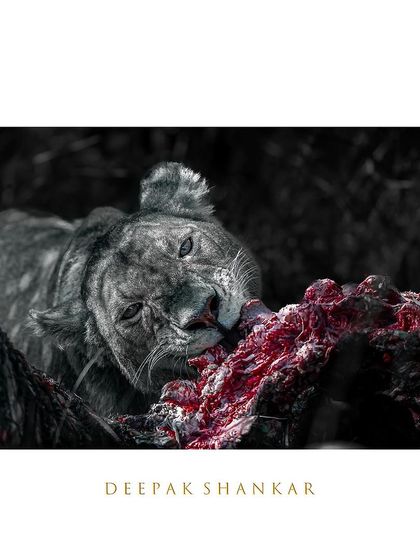 Framed as a piece of art, this image is a bold and dramatic statement. It’s not for the faint of heart, but it is an honest and powerful depiction of the natural world.