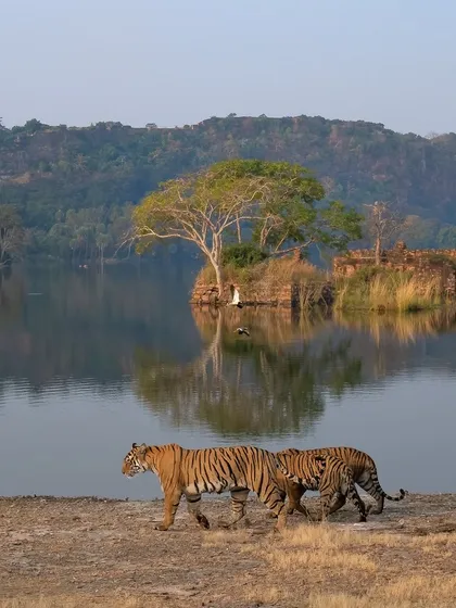 A tribute to Arrowhead, the late queen of Ranthambore's lakes, seen here with her cubs. I had the privilege of watching her grow from a cub into a fearless empress, a story of pride and power.