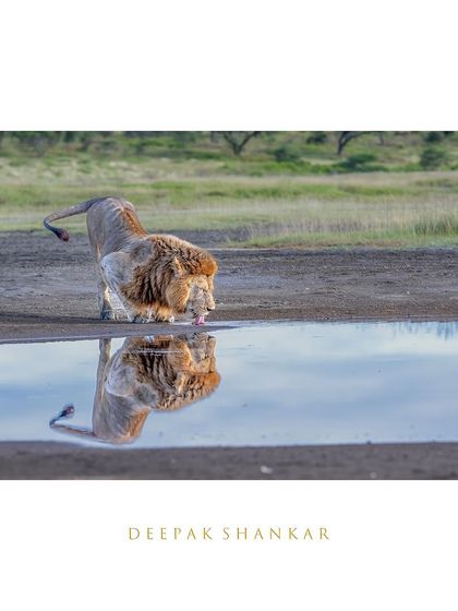 Framed to highlight its artistic quality, this image of the lion and his reflection becomes a stunning piece that celebrates the beauty of nature's own compositions.
