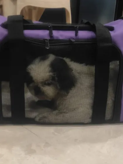 Lily resting inside her carrier. The mesh windows provide great ventilation while keeping her secure.
