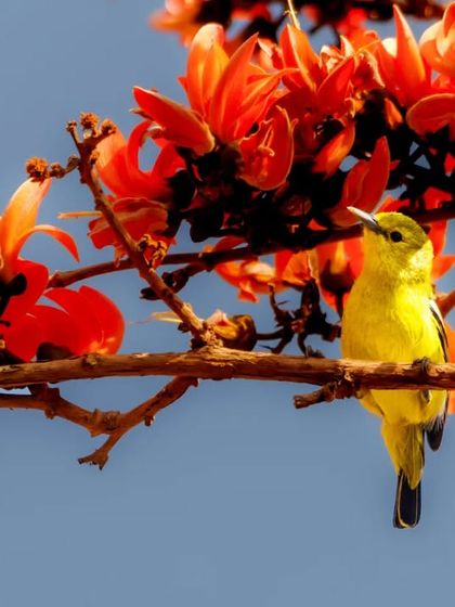 A Common Iora, a small yellow and black bird, adds a splash of bright color to the flame-red flowers of a Palash tree (Flame of the Forest).