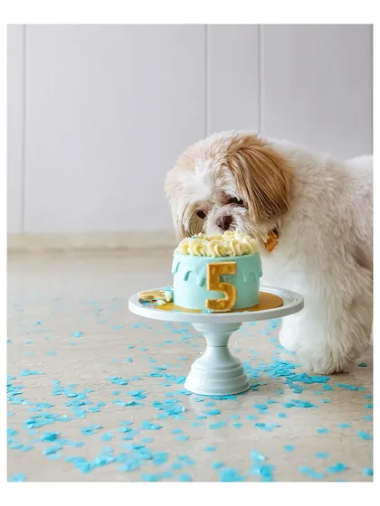 Every birthday is a milestone worth celebrating. Here’s Kyro the Shih Tzu curiously inspecting his 5th birthday cake, surrounded by confetti and love. These are the fun, memorable moments I love to create.