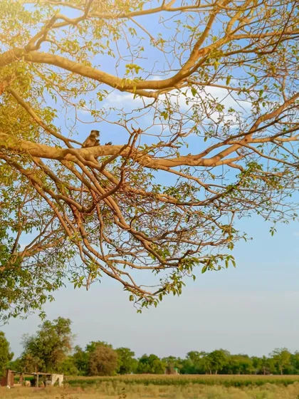 A minimalist shot of a Hanuman Langur in a tree, captured during the golden hour on my phone. It proves that with the right light and composition, any camera can create a beautiful image.