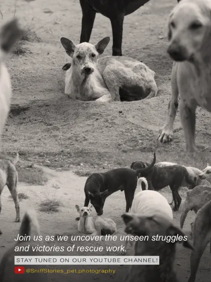 Sniff Stories - Pet Videography Whispering Hearts: Our Shelter Stories photo 5