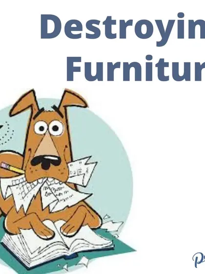 Is your dog suddenly destroying furniture? This can be a sign of separation anxiety or a lack of mental stimulation. It's not bad behavior, it's a call for help.