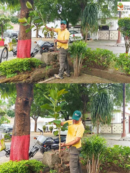 A team member demonstrates how to safely extract a banyan sapling that has grown in an unwanted location. This rescued plant will be nurtured in our nursery and replanted in one of our forest sites.
