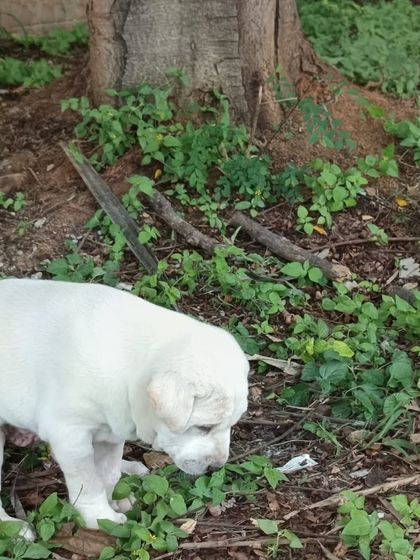 Another look at this adorable 30 day old Indie-Lab mix puppy. He is strong, healthy, and ready to find a loving family.