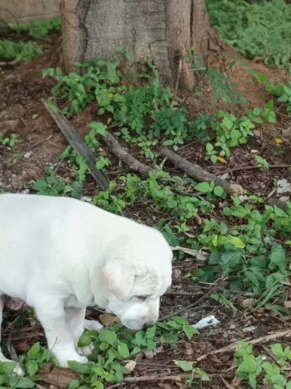 The other puppy from the litter, a beautiful all-white male, curiously sniffing around in the grass.