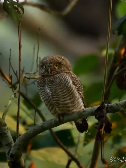 A tiny Jungle Owlet spotted during my trip to Dudhwa National Park. Even as a small bird, it has the fierce and watchful eyes of a predator.