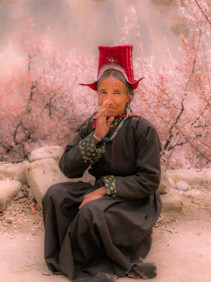 A portrait of a Ladakhi woman in her traditional red hat, set against a backdrop of pink apricot blossoms. Her expression is serene and full of grace.