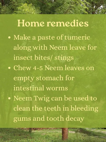 Learn about the powerful Neem tree, which grows all around the ashram. We teach you its many uses, from making a paste for skin inflammation to chewing leaves for detoxification.