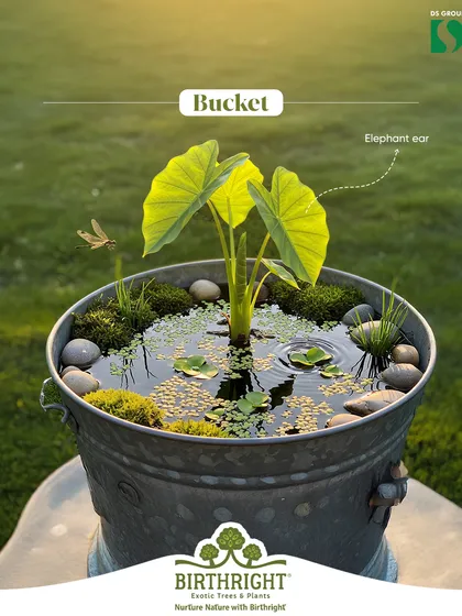 Even a simple bucket can become a thriving mini ecosystem. This galvanized bucket now hosts an Elephant Ear plant, creating a small scale wetland that attracts dragonflies and adds a rustic touch to a patio or balcony.