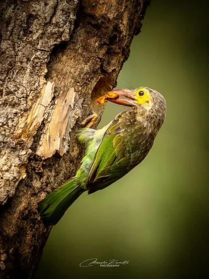 A Brown-headed Barbet delivers food to its nest. This is a classic behavioural shot that captures a key moment in the bird's life.