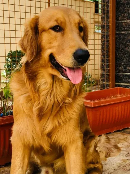 A beautiful Golden Retriever in the sun.