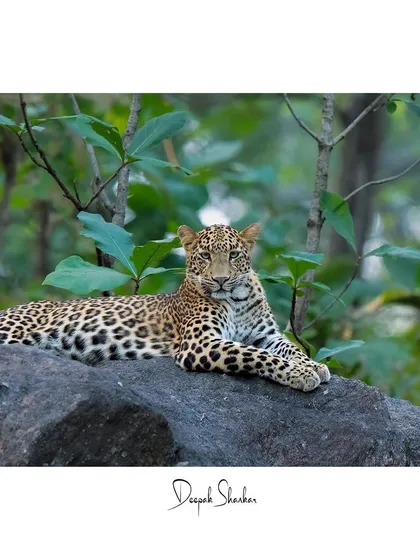 This fine art print captures the serene elegance of a leopard at rest. The lush green background and the cat's relaxed posture create a peaceful and captivating scene.