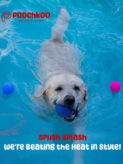 Nothing beats a happy dog cooling off in the pool. This smiling Labrador is enjoying one of our supervised swim sessions, complete with fun toys and plenty of space to paddle. Our canine hydrotherapy is great for both exercise and pure summer fun.