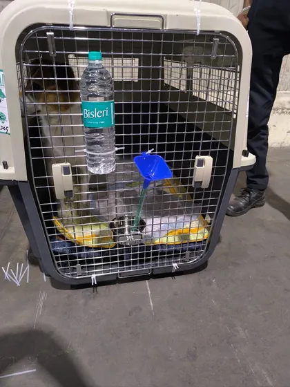 Ginger in her travel crate. For cargo travel, I ensure the crates are IATA-compliant, clearly labeled, and equipped with spill-proof water bowls.