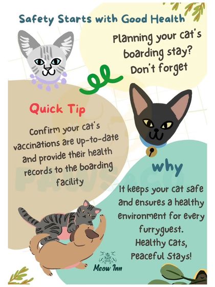 Meow Inn - Cat Hotel & Boarding Your Guide to Feline Wellness photo 26
