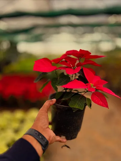 Holding a classic red Poinsettia, a popular choice for adding a festive and colorful touch to indoor spaces.