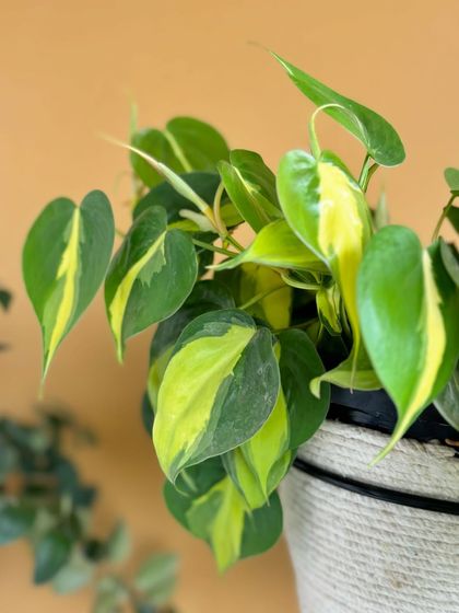 The Philodendron Brasil is so vibrant with its splashes of yellow and lime green on the leaves. It's a fast-growing vine that will quickly brighten up any shelf or hanging basket.