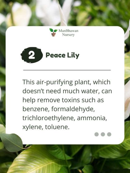 The elegant Peace Lily is a hardworking air purifier. It can help remove a wide range of toxins including benzene, formaldehyde, ammonia, and toluene, all while looking beautiful.