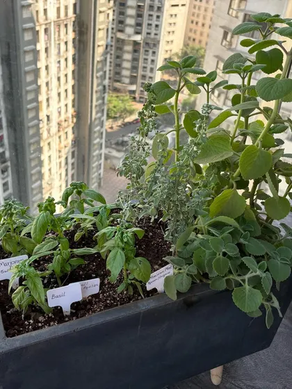 Enjoy the taste of fresh, homegrown herbs right from your balcony. This planter includes a variety of culinary herbs like basil and oregano, all clearly labeled and easy to access for your daily cooking.